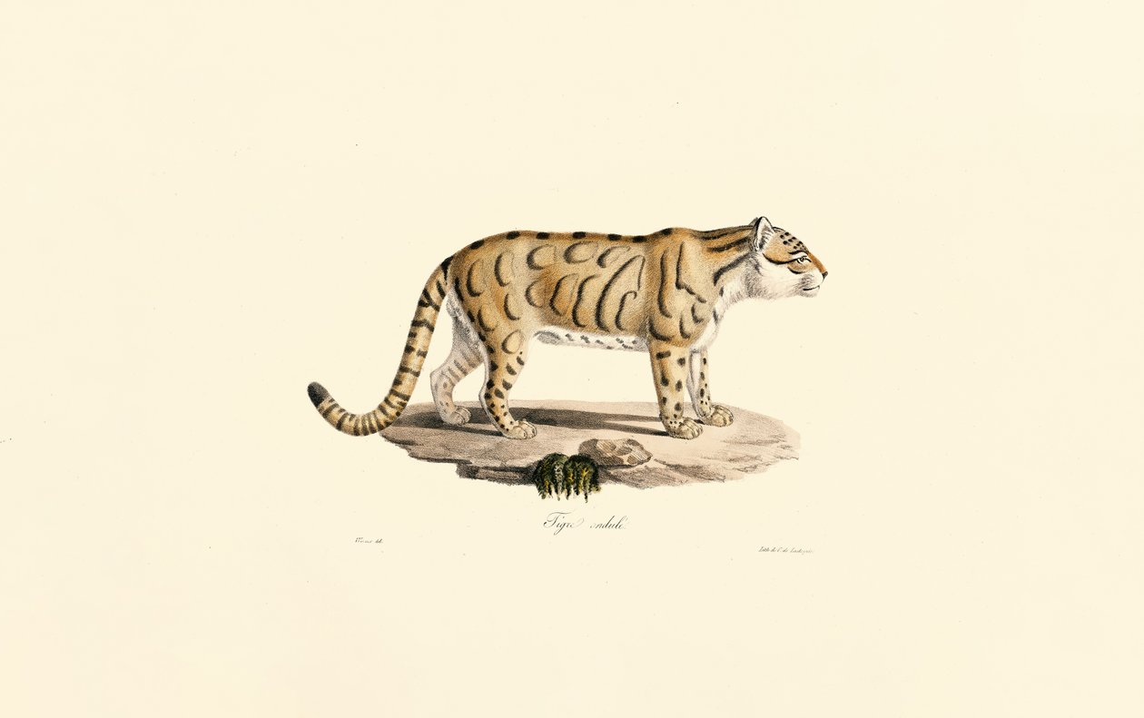Ozelot (Leopardus pardalis) von Jacques Christophe Werner