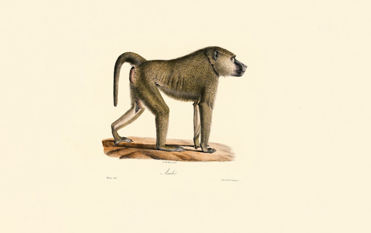 Olivenpavian von Jacques Christophe Werner