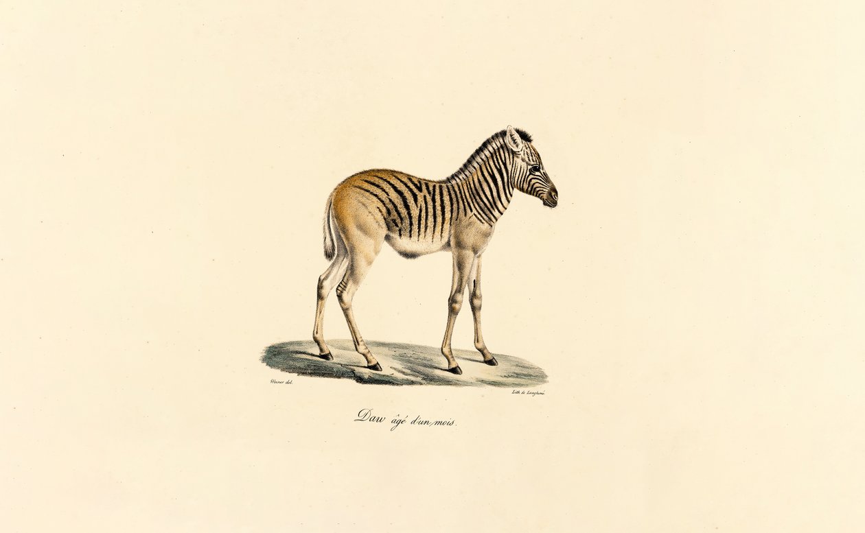 Einjähriges Bergzebra von Jacques Christophe Werner