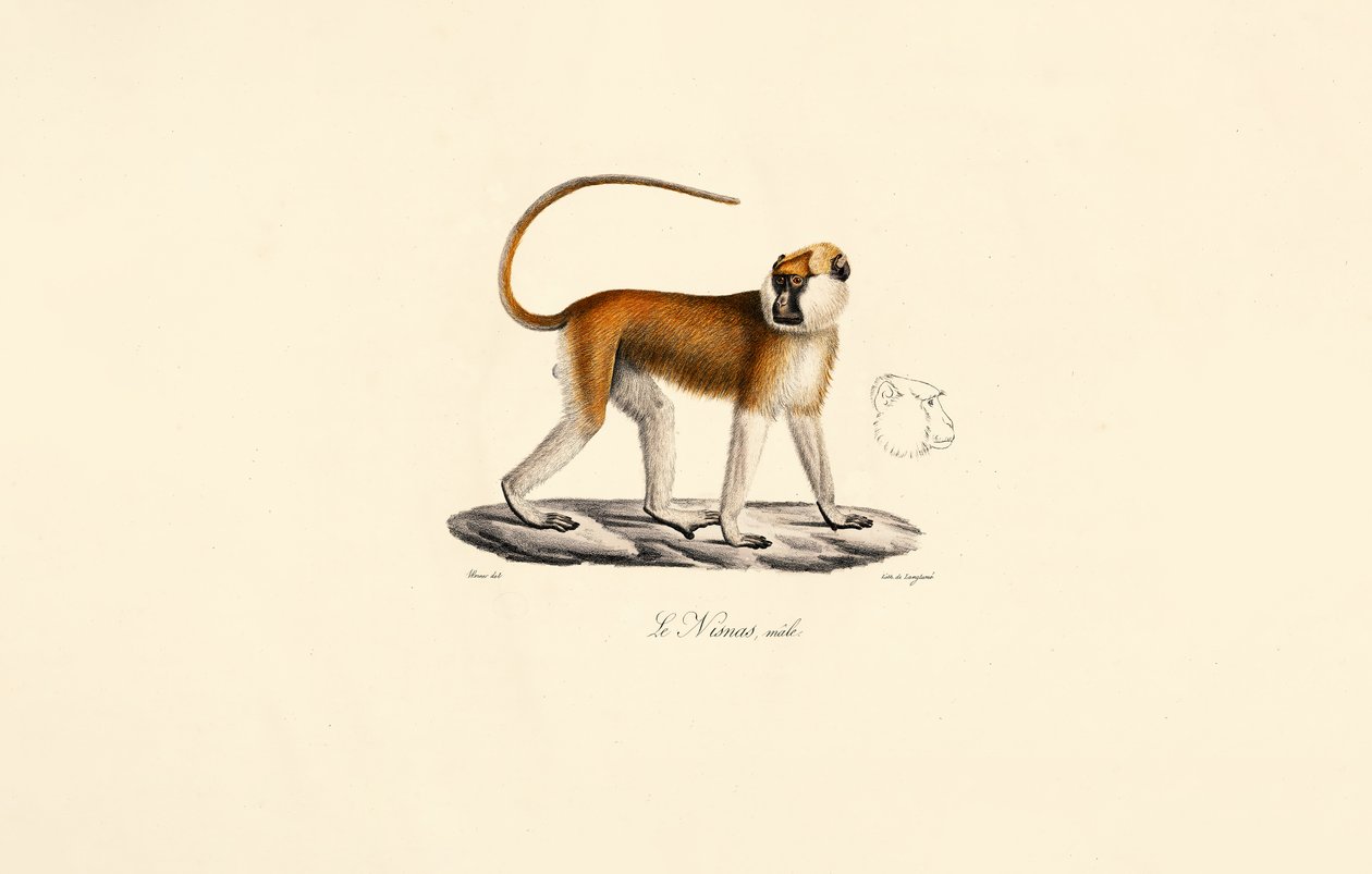 Patasaffe (Männlich) von Jacques Christophe Werner