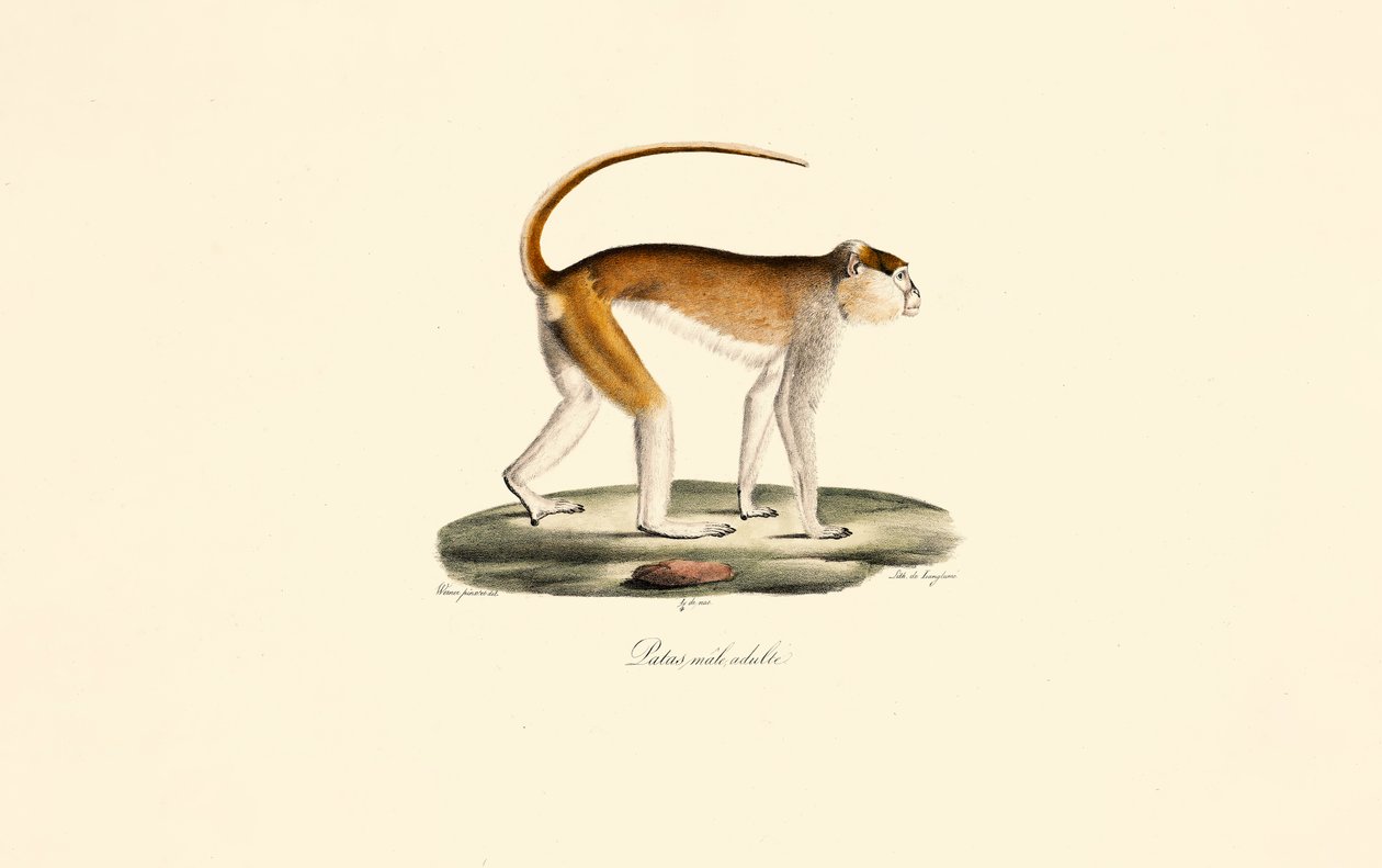 Patasaffe (Erwachsener Männchen) von Jacques Christophe Werner