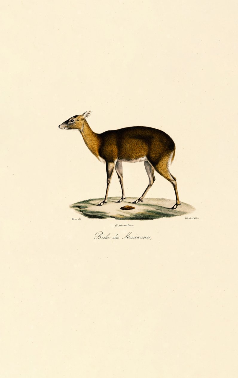 Philippinischer Fleckendeer (Visayan Fleckendeer) von Jacques Christophe Werner
