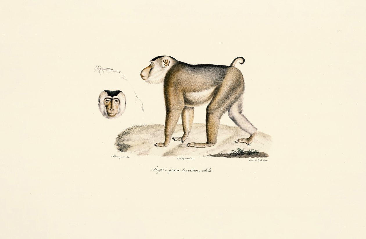 Schweinsaffen (Erwachsener) von Jacques Christophe Werner