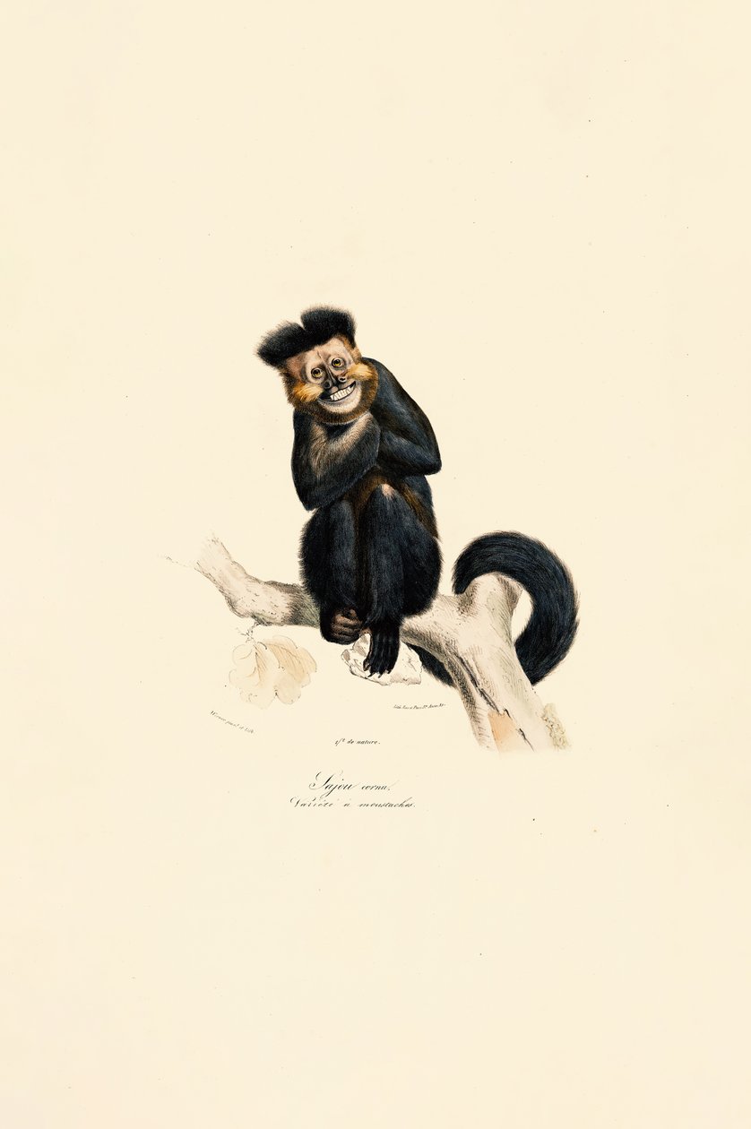 Weißhandgibbon von Jacques Christophe Werner