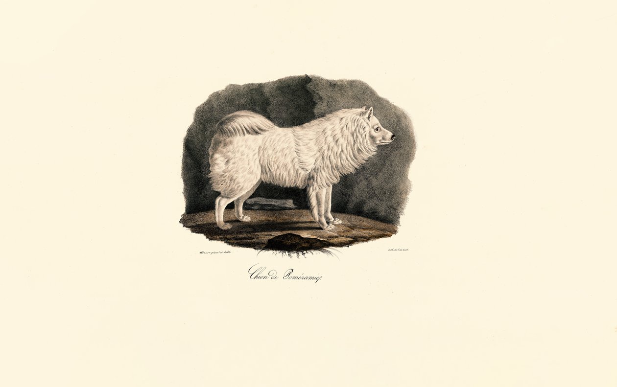 Pomeranian von Jacques Christophe Werner