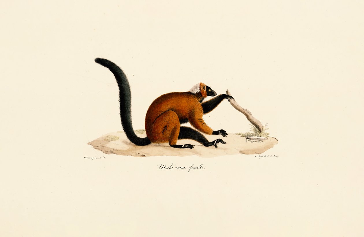 Rotstirnlemur von Jacques Christophe Werner