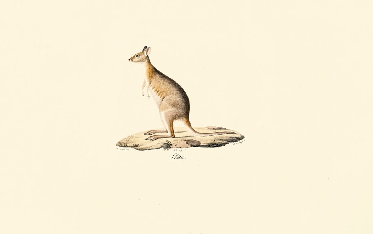 Rotnacken-Pademelon von Jacques Christophe Werner