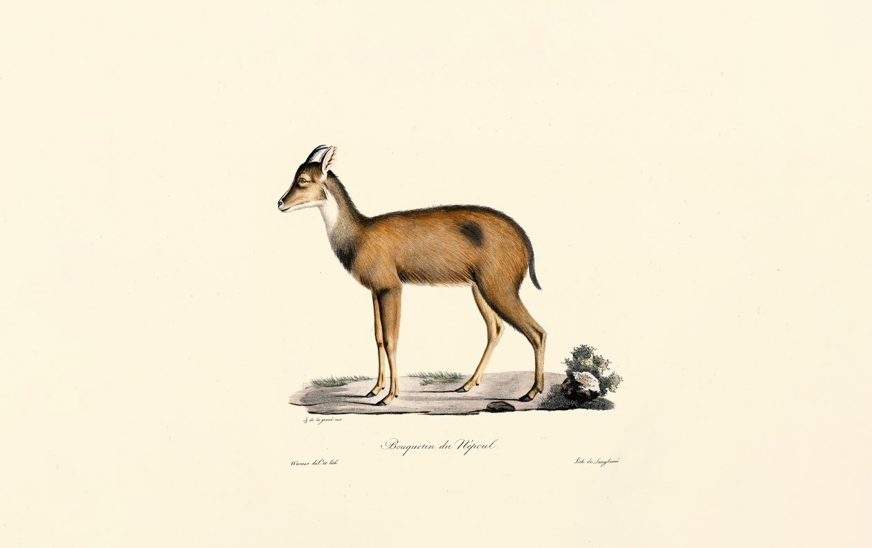 Rotducker von Jacques Christophe Werner