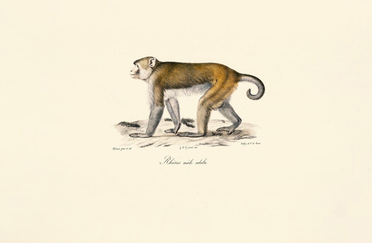 Rhesusaffe (Macaca mulatta) von Jacques Christophe Werner