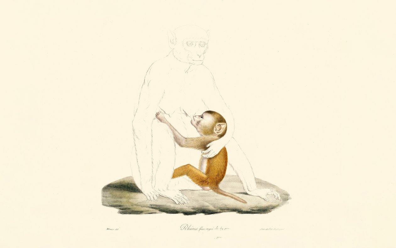 Rhesusaffenbaby von Jacques Christophe Werner