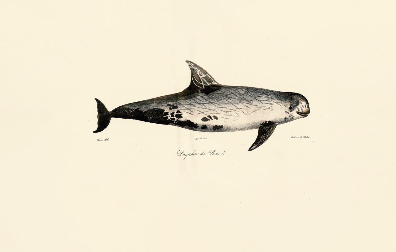 Risso-Delfin von Jacques Christophe Werner