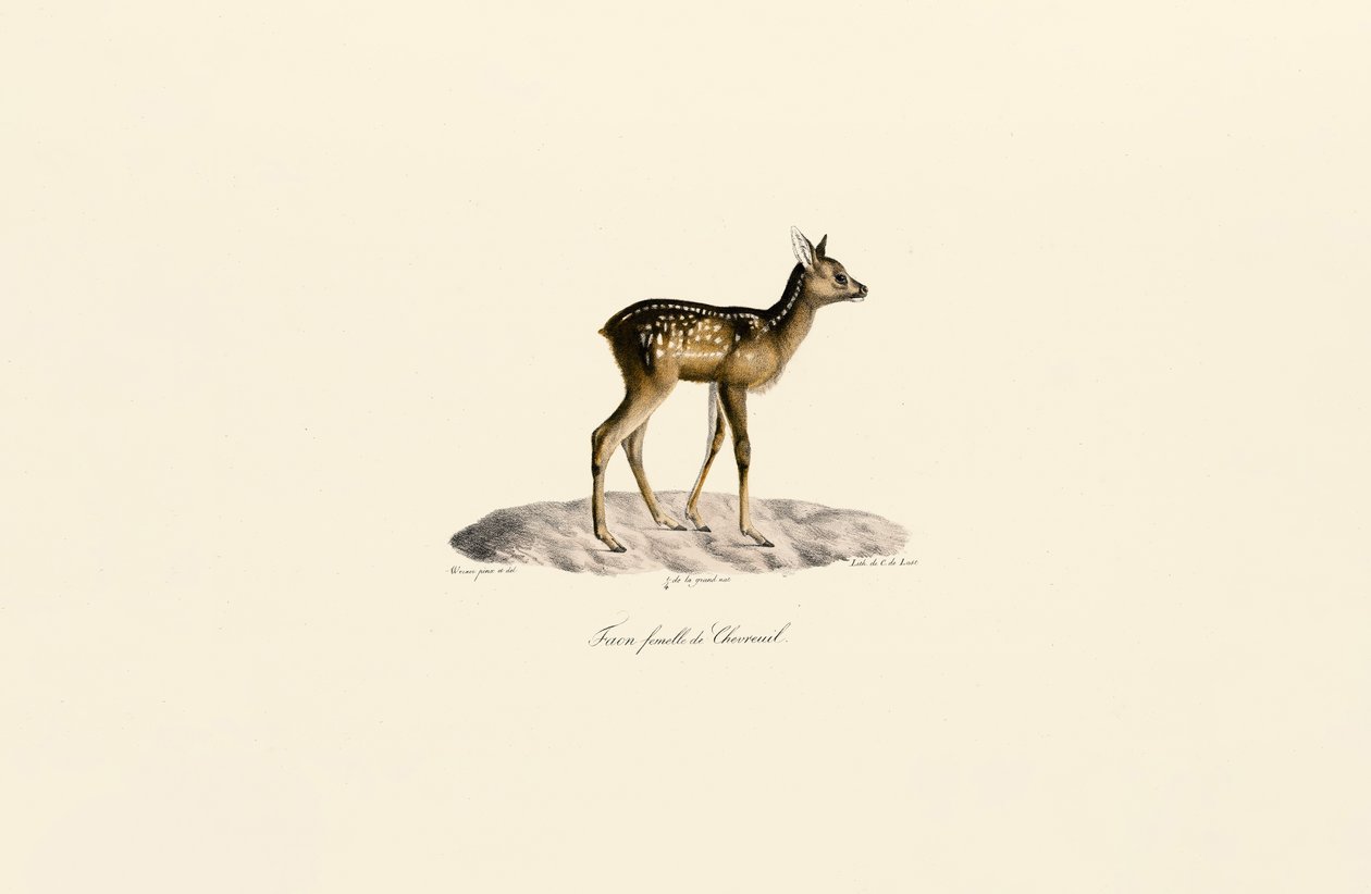 Rehkitz von Jacques Christophe Werner