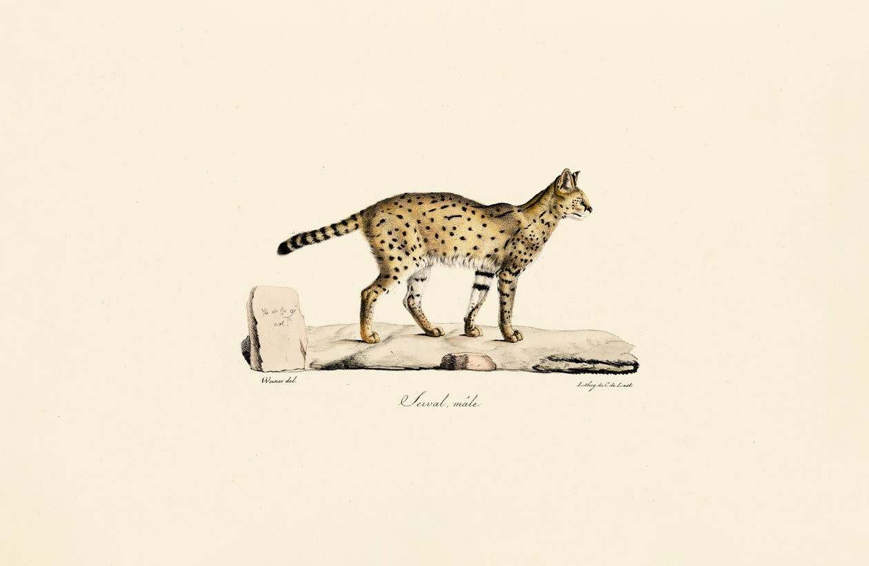 Serval, männlich von Jacques Christophe Werner