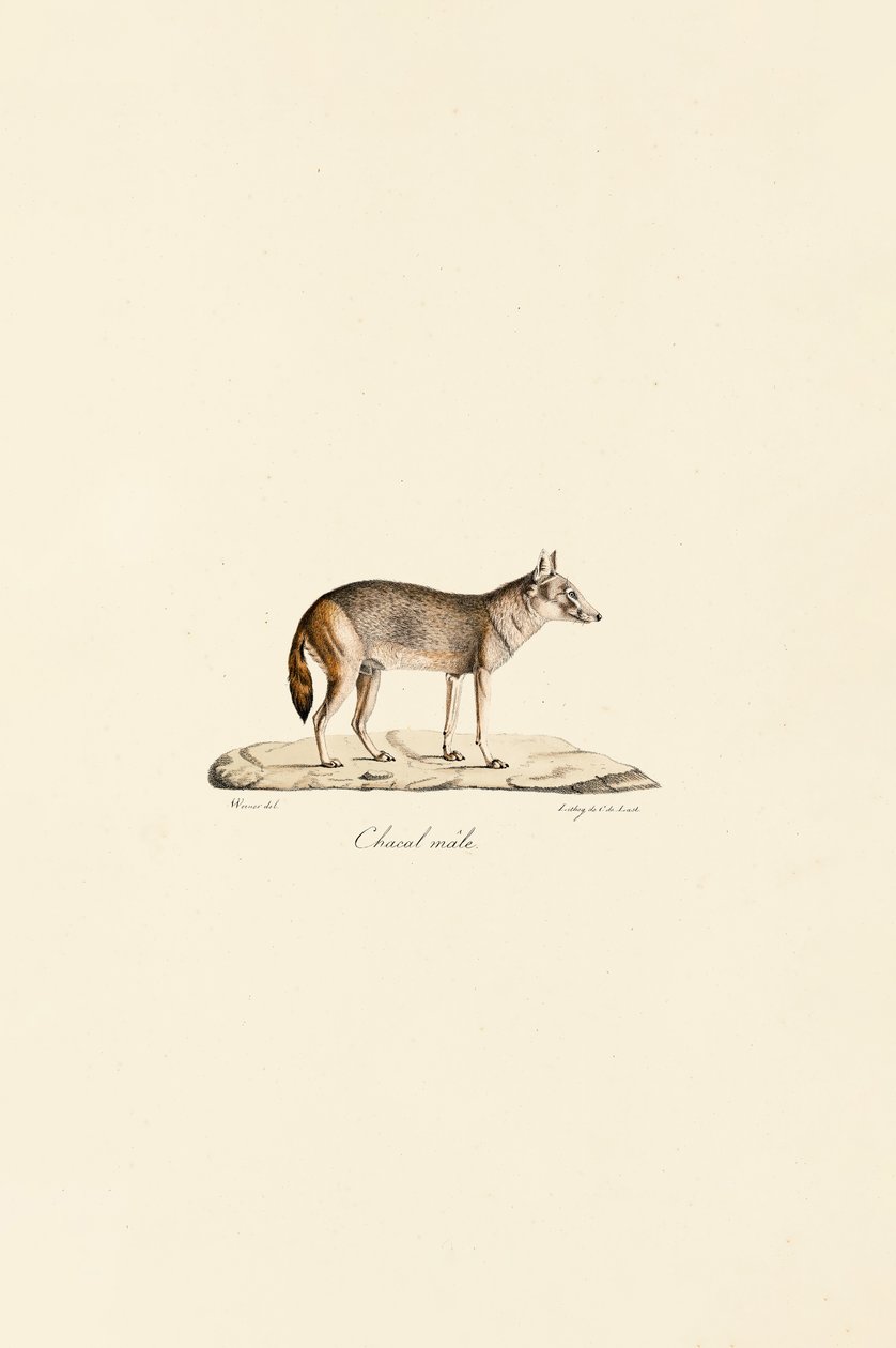 Seitenstreifen-Schakal von Jacques Christophe Werner