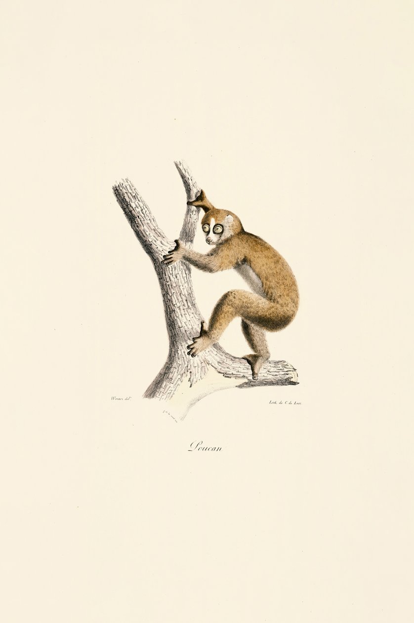 Langsamer Loris von Jacques Christophe Werner