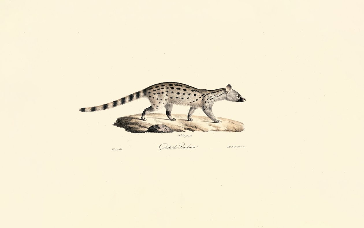 Klein gefleckte Ginsterkatze von Jacques Christophe Werner