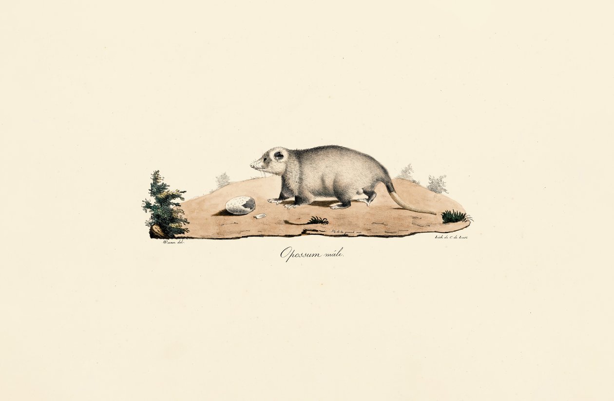 Virginia-Opossum von Jacques Christophe Werner