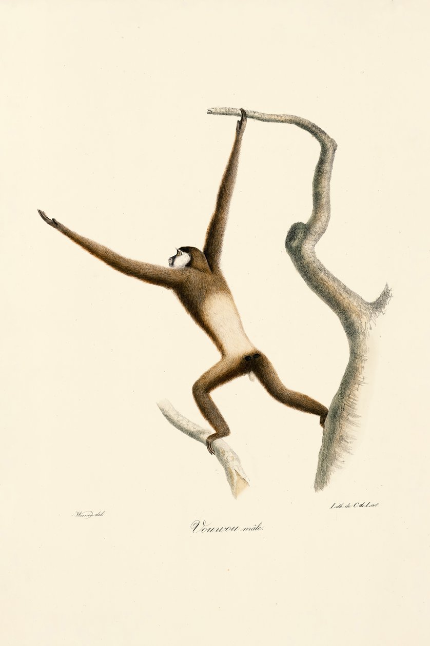 Weißhandgibbon (Hylobates lar) von Jacques Christophe Werner