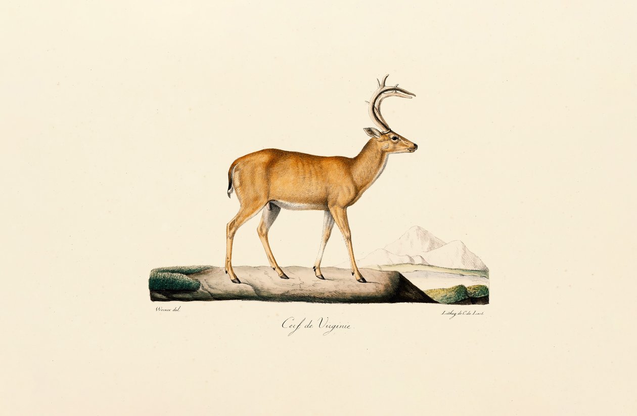 Weißwedelhirsch von Jacques Christophe Werner