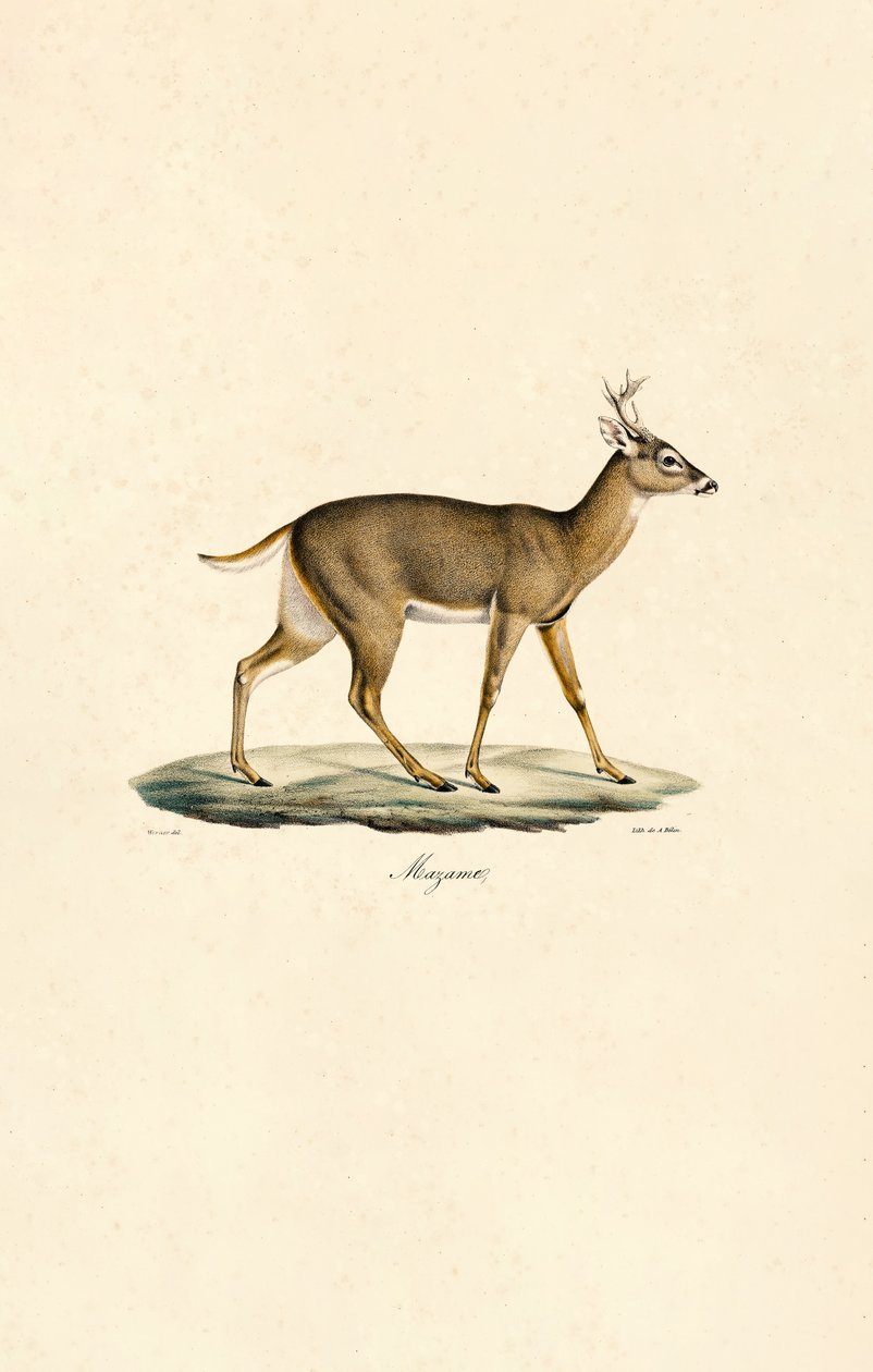 Weißwedelhirsch von Jacques Christophe Werner