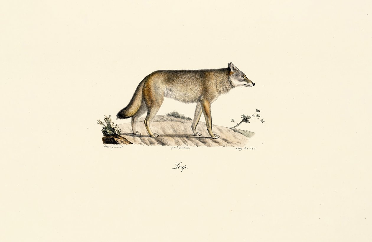 Wolf (Canis lupus) von Jacques Christophe Werner