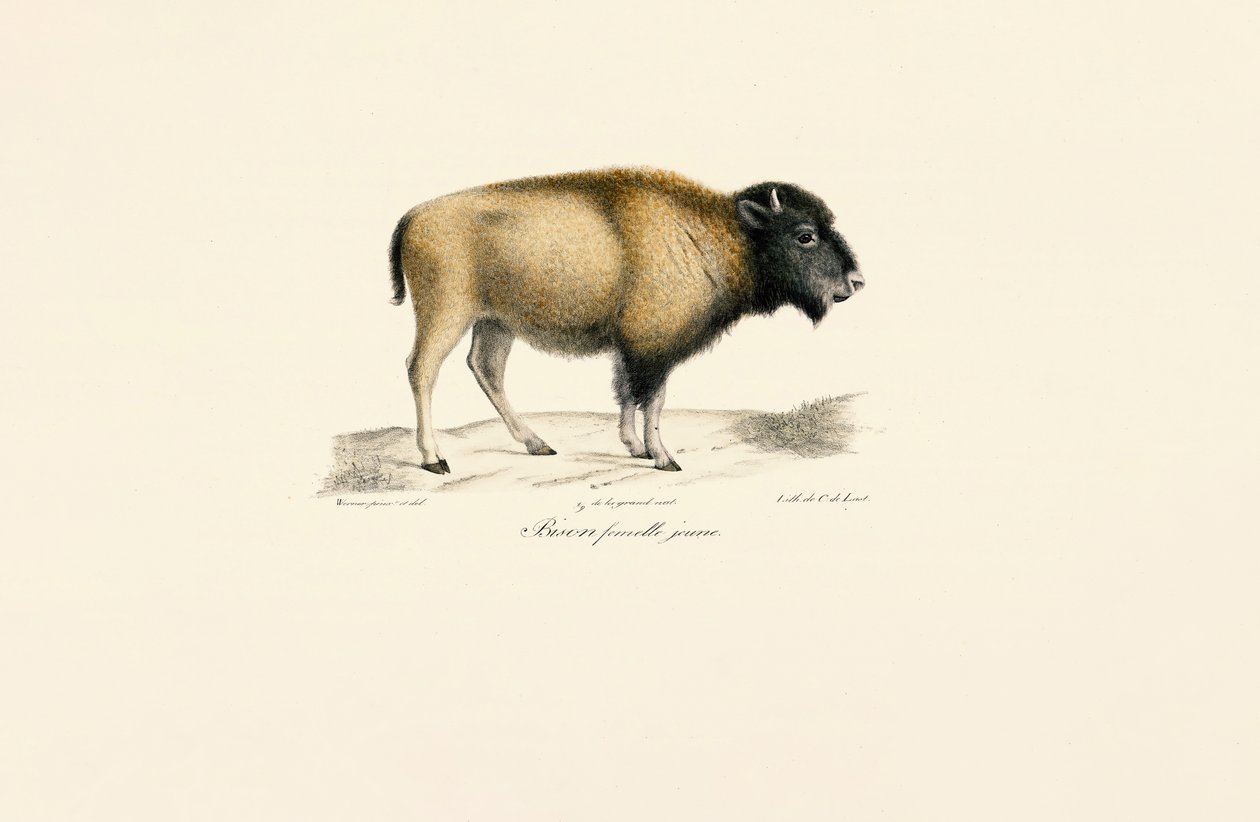 Junger Amerikanischer Bison von Jacques Christophe Werner