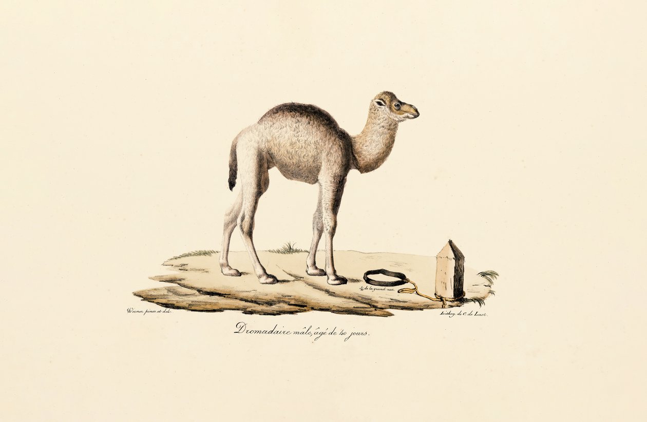 Junger Dromedar von Jacques Christophe Werner