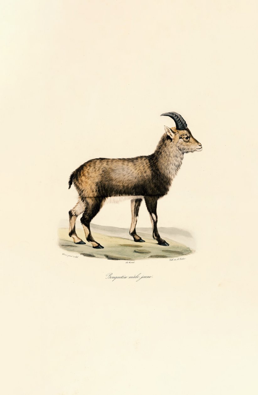 Junger Männlicher Alpensteinbock von Jacques Christophe Werner
