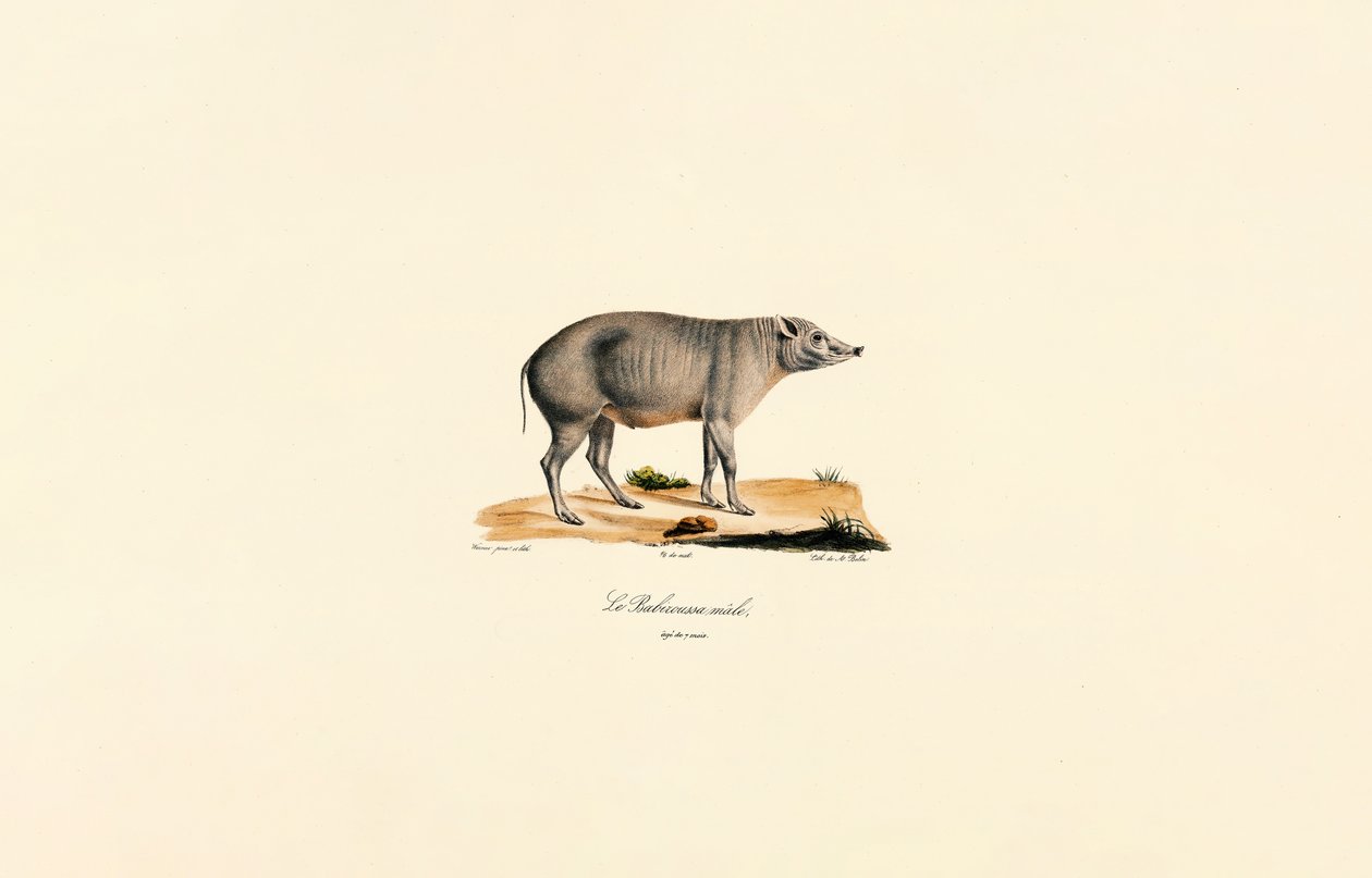 Junger männlicher Babirusa von Jacques Christophe Werner
