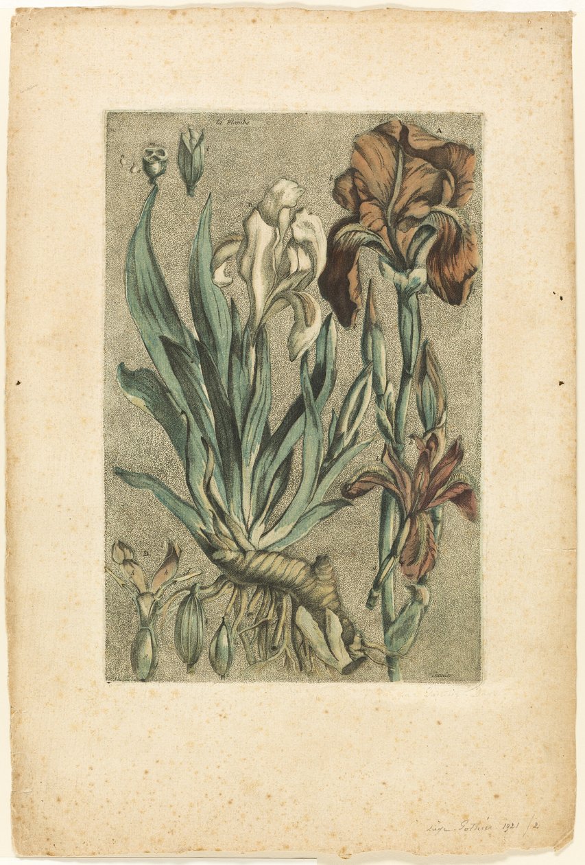 Iris Florentina, aus Sammlung der gebräuchlichen, kuriosen und fremden Pflanzen von Jacques Fabien Gautier d