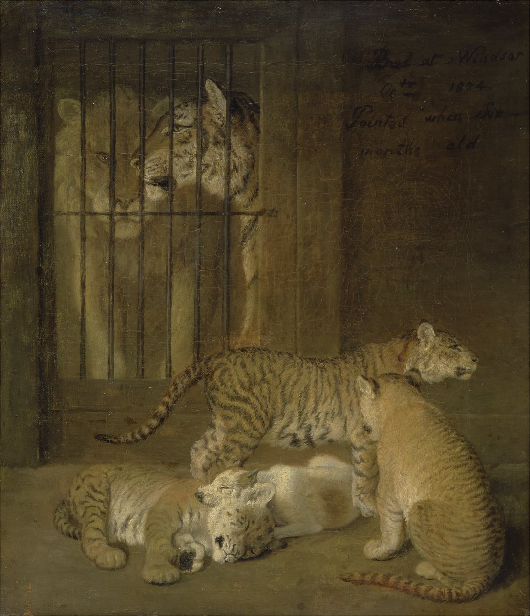 Gruppe von Welpen, gezüchtet zwischen einem Löwen und einer Tigerin von Jacques Laurent Agasse