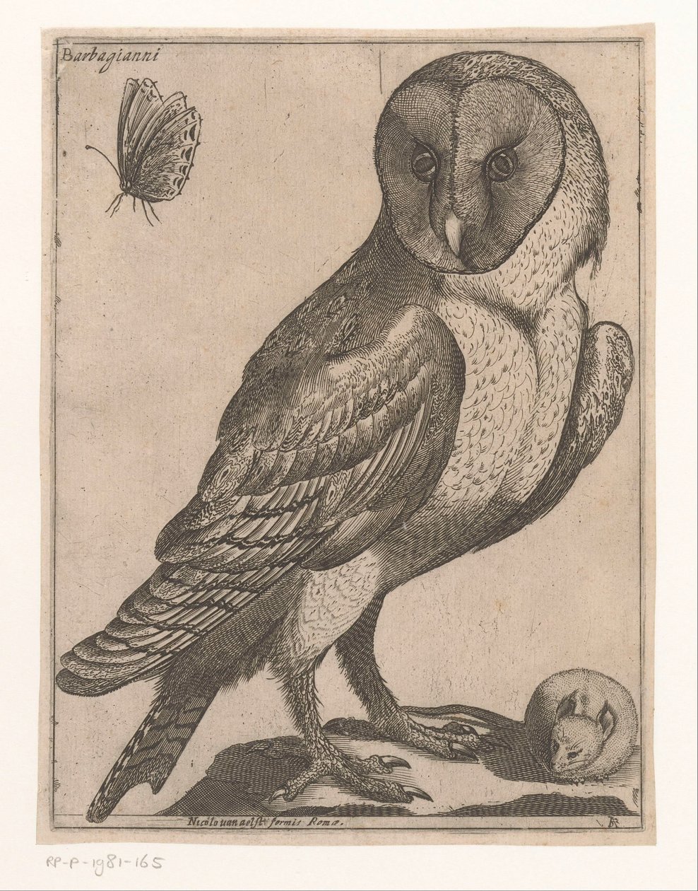 Schleiereule von Jacques de Fornazeris