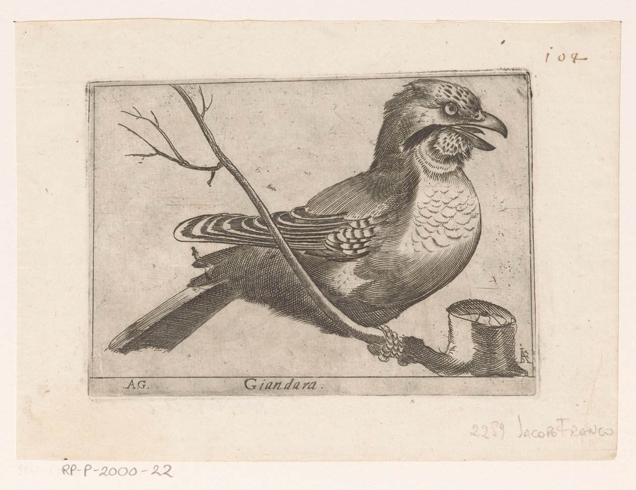 Eichelhäher (Garrulus glandarius) von Jacques de Fornazeris