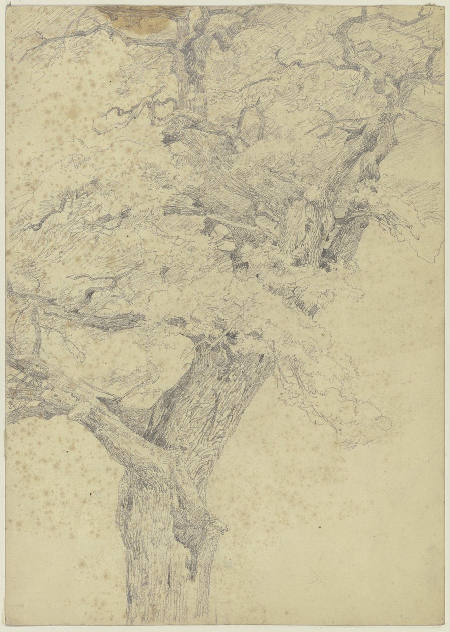 Baum von Jakob Becker