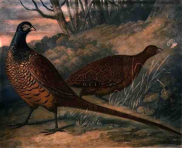 Fasane, Platte 2 von British Feather Game, graviert von Charles Turner, veröffentlicht von R. Ackermann, ca. 1810 von James (after) Barenger