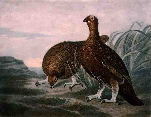 Moorhuhn, Platte 8 von British Feather Game, gestochen von Charles Turner, veröffentlicht von R. Ackermann, ca. 1810 von James (after) Sillett