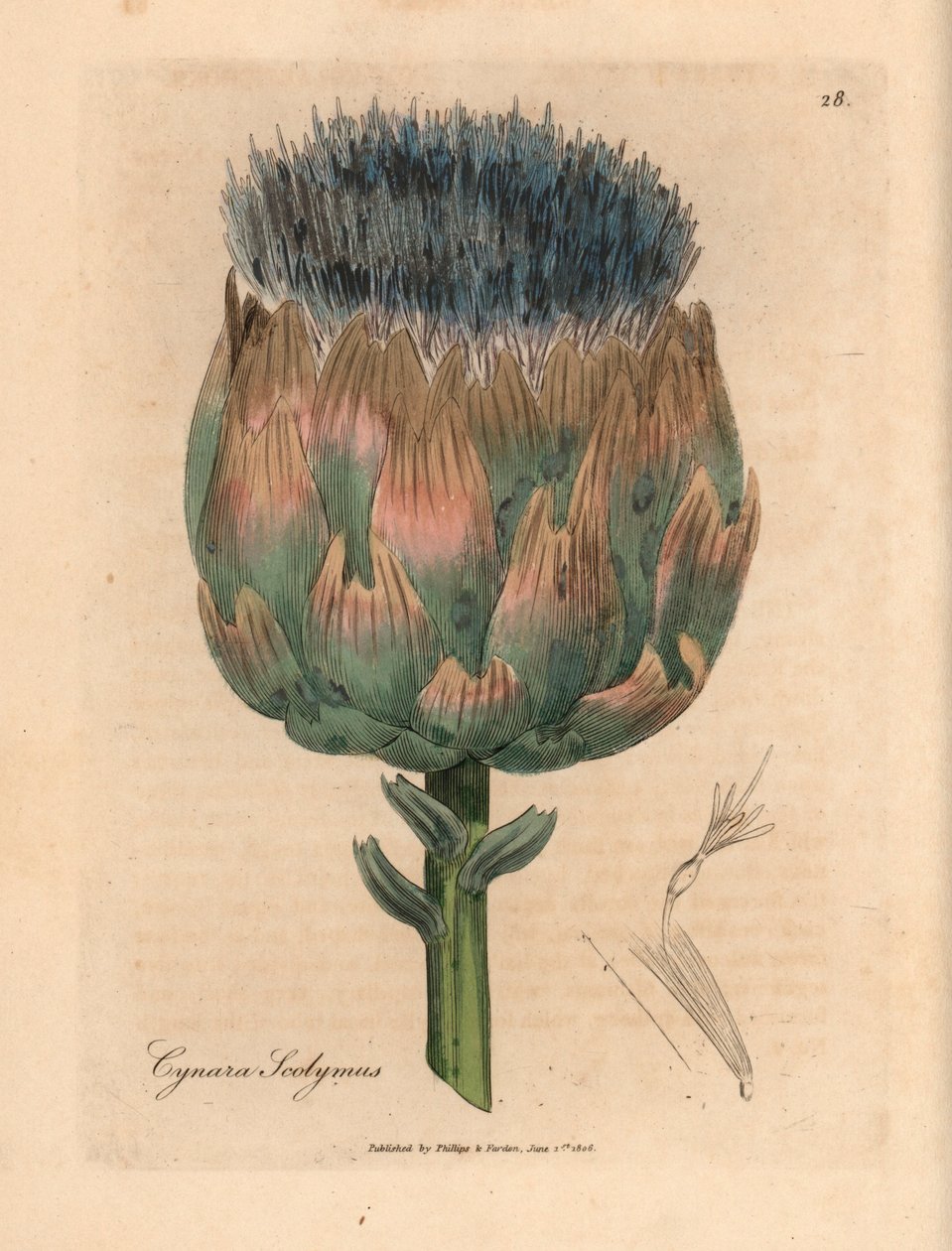 Blau und lila blühende Artischocke, Cynara scolymus, aus einer botanischen Illustration von James Sowerby aus William Woodville und Sir William Jackson Hookers "Medical Botany" 1832 (handkolorierter Kupferstich) von James (after) Sowerby