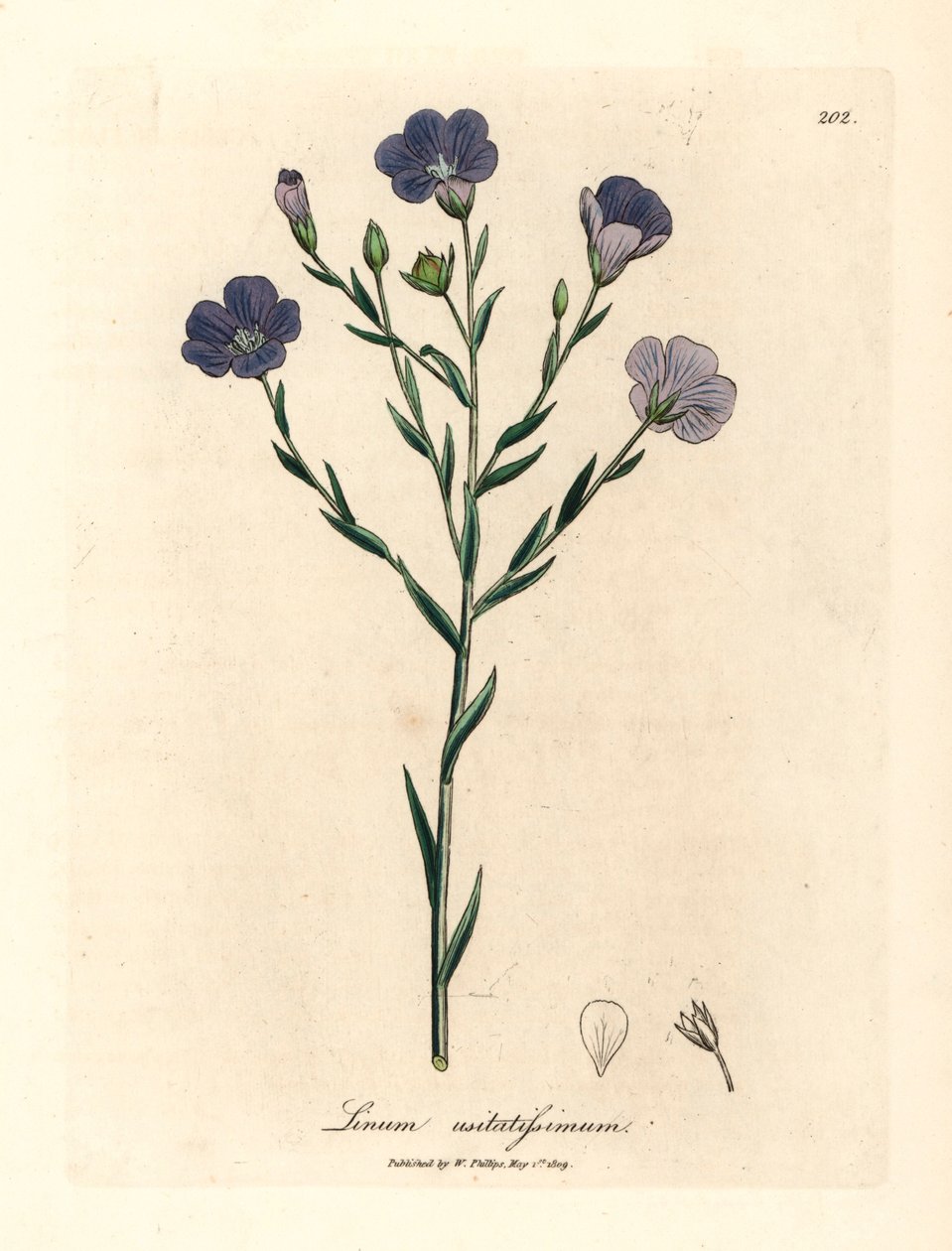 Blau blühender Flachs, Linum usitatissimum, aus einer botanischen Illustration von James Sowerby aus William Woodville und Sir William Jackson Hooker