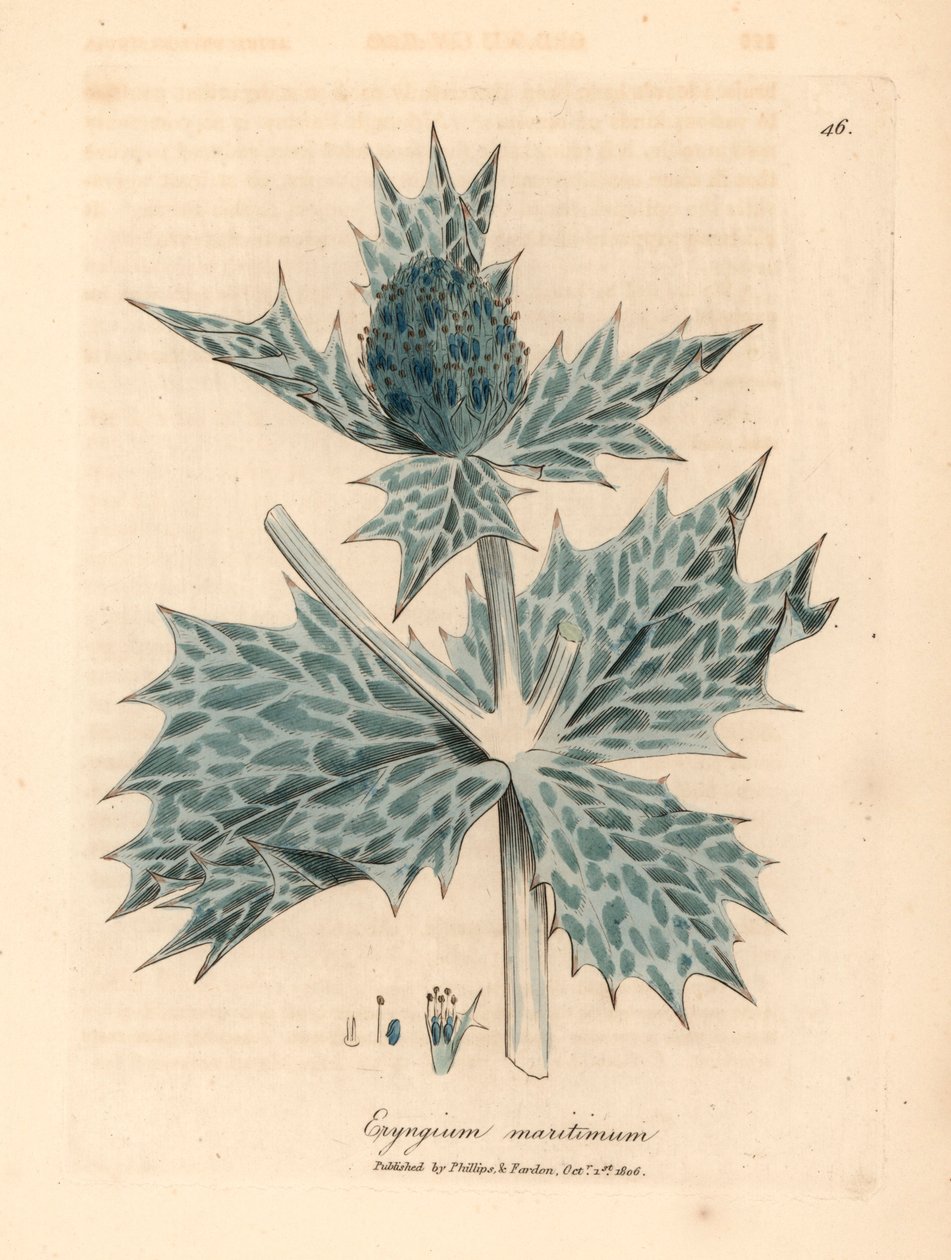 Blau blühender Meeresdistel, Eryngium maritinum, aus einer botanischen Illustration von James Sowerby aus William Woodville und Sir William Jackson Hooker