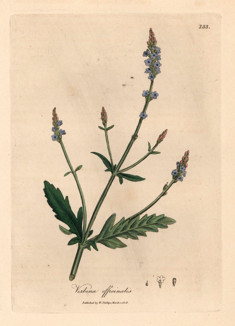 Blau blühender Eisenkraut, Verbena officinalis, aus einer botanischen Illustration von James Sowerby aus William Woodville und Sir William Jackson Hooker