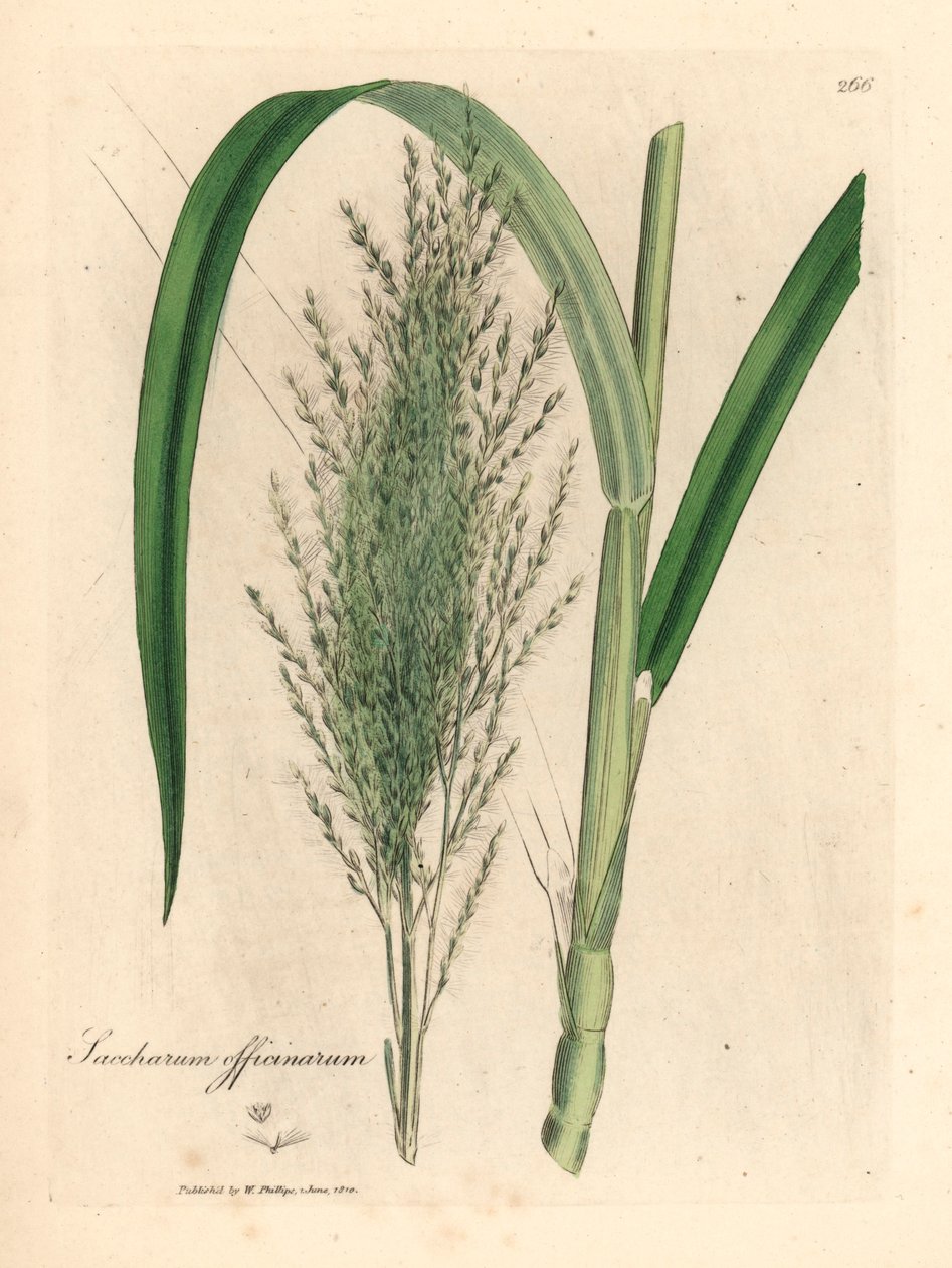 Gemeines Zuckerrohr, Saccharum officinarum, aus einer botanischen Illustration von James Sowerby aus William Woodville und Sir William Jackson Hookers 