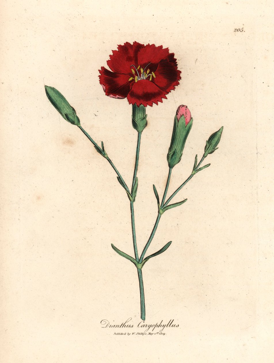Karminrote Nelke, Gewürznelke, Dianthus caryophyllus, aus einer botanischen Illustration von James Sowerby aus William Woodville und Sir William Jackson Hooker