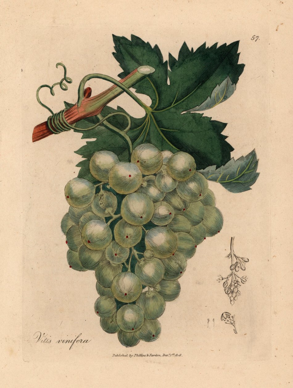 Grüne Trauben, Rebe und Blätter, Vitis vinifera, aus einer botanischen Illustration von James Sowerby aus William Woodville und Sir William Jackson Hooker