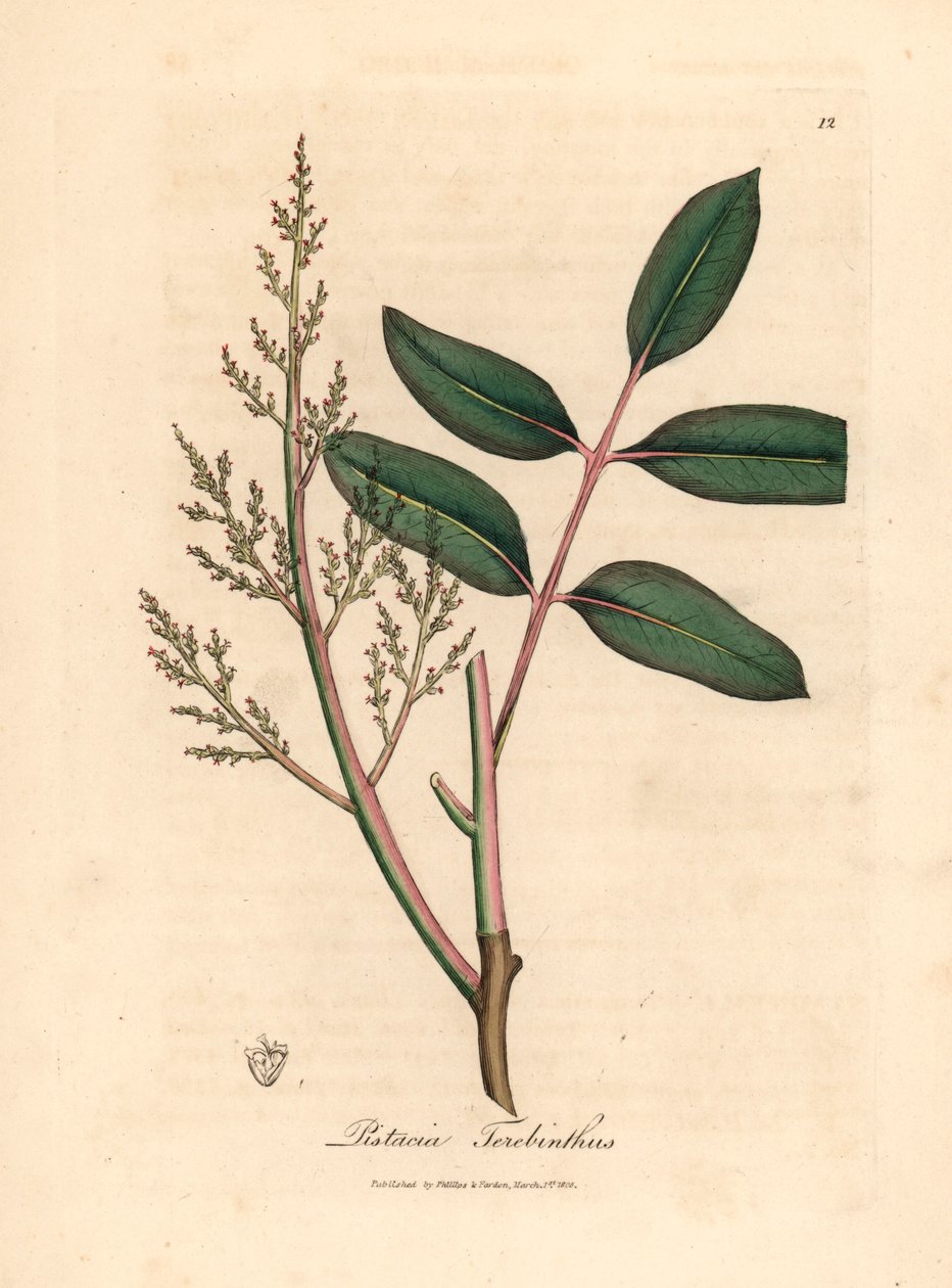 Blätter und Blüten des Chianbaums oder Zypressen-Terpentinbaums, Pistacia terebinthus, aus einer botanischen Illustration von James Sowerby aus William Woodville und Sir William Jackson Hooker