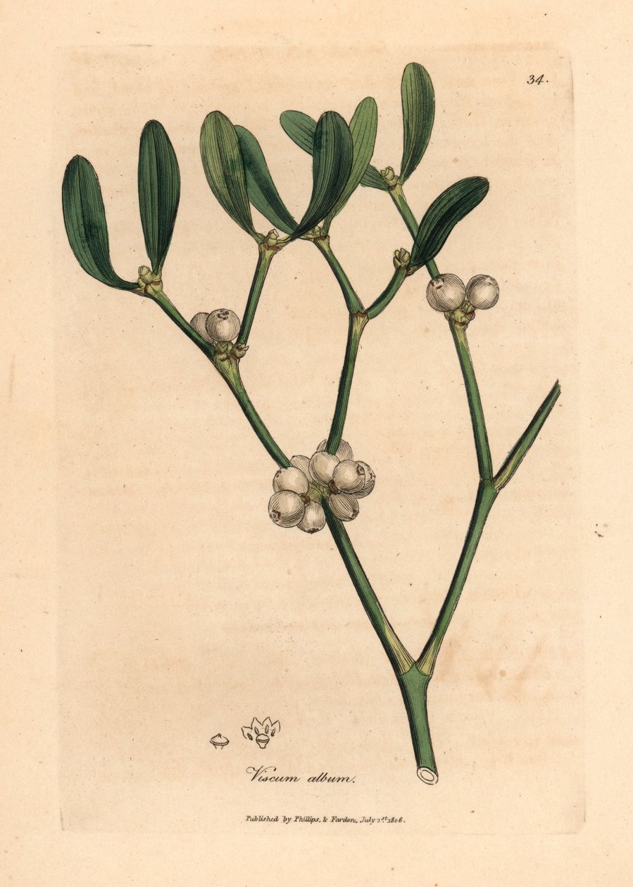 Blätter und weiße Beeren der Mistel, Viscum album, aus einer botanischen Illustration von James Sowerby aus William Woodville und Sir William Jackson Hooker