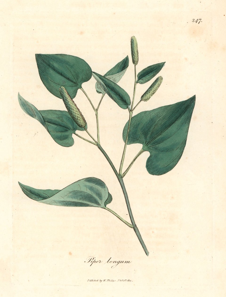Langer Pfeffer, aus einer botanischen Illustration von James Sowerby aus William Woodville und Sir William Jackson Hooker