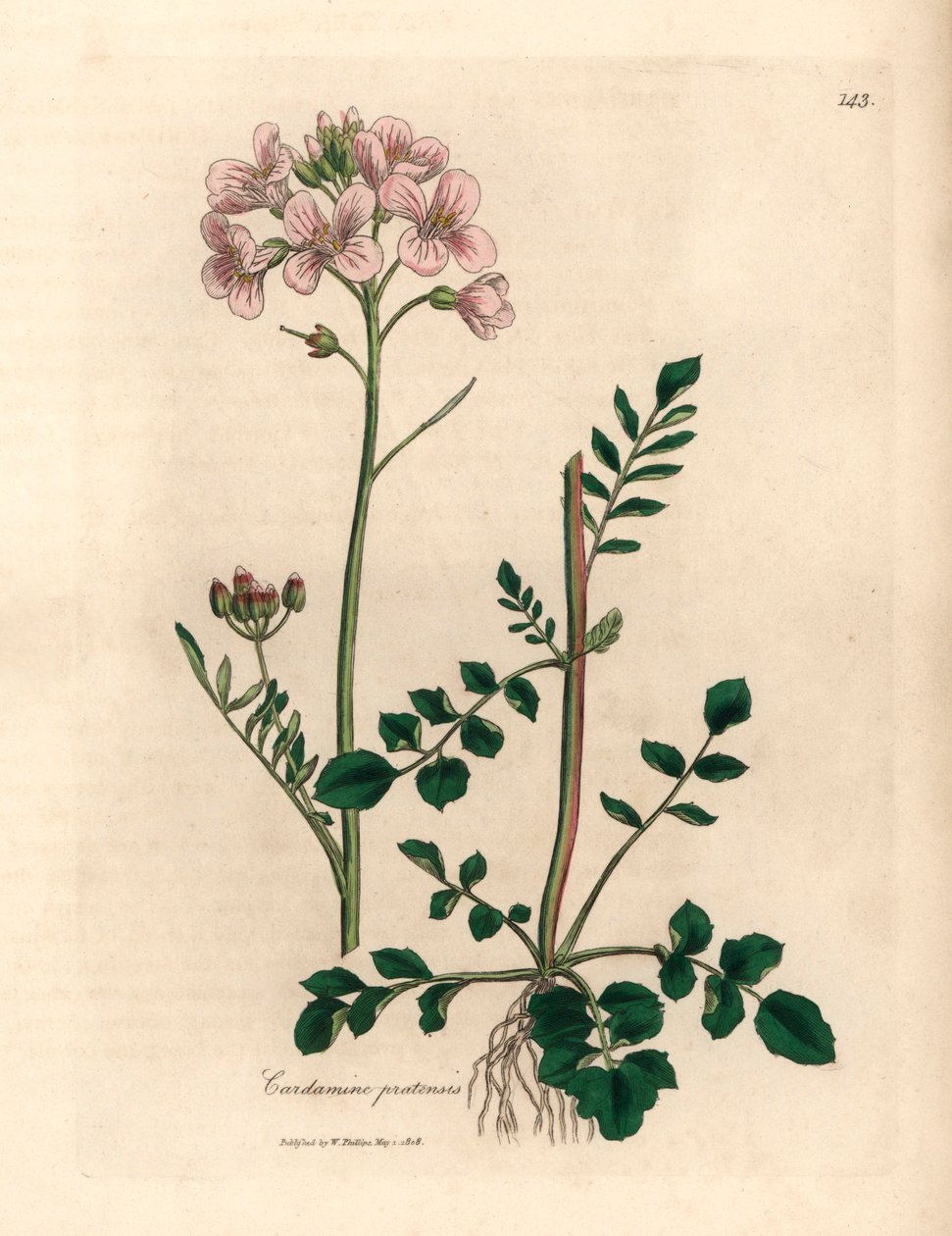 Rosa blühendes Wiesenschaumkraut, Cardamine pratensis, aus einer botanischen Illustration von James Sowerby aus William Woodville und Sir William Jackson Hooker