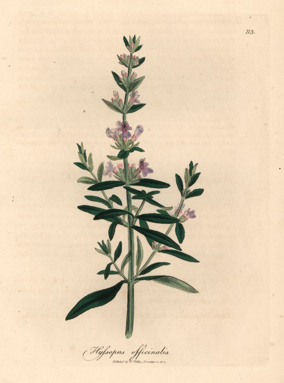 Violett blühender Ysop, Hyssopus officinalis, aus einer botanischen Illustration von James Sowerby aus William Woodville und Sir William Jackson Hooker
