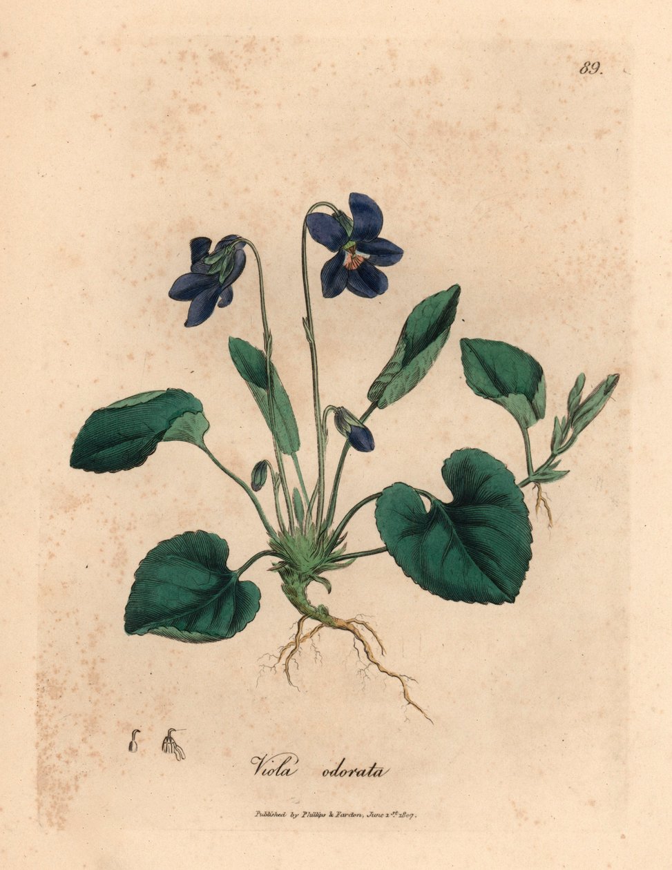 Violett blühendes Duftveilchen, Viola odorata, aus einer botanischen Illustration von James Sowerby aus William Woodville und Sir William Jackson Hooker