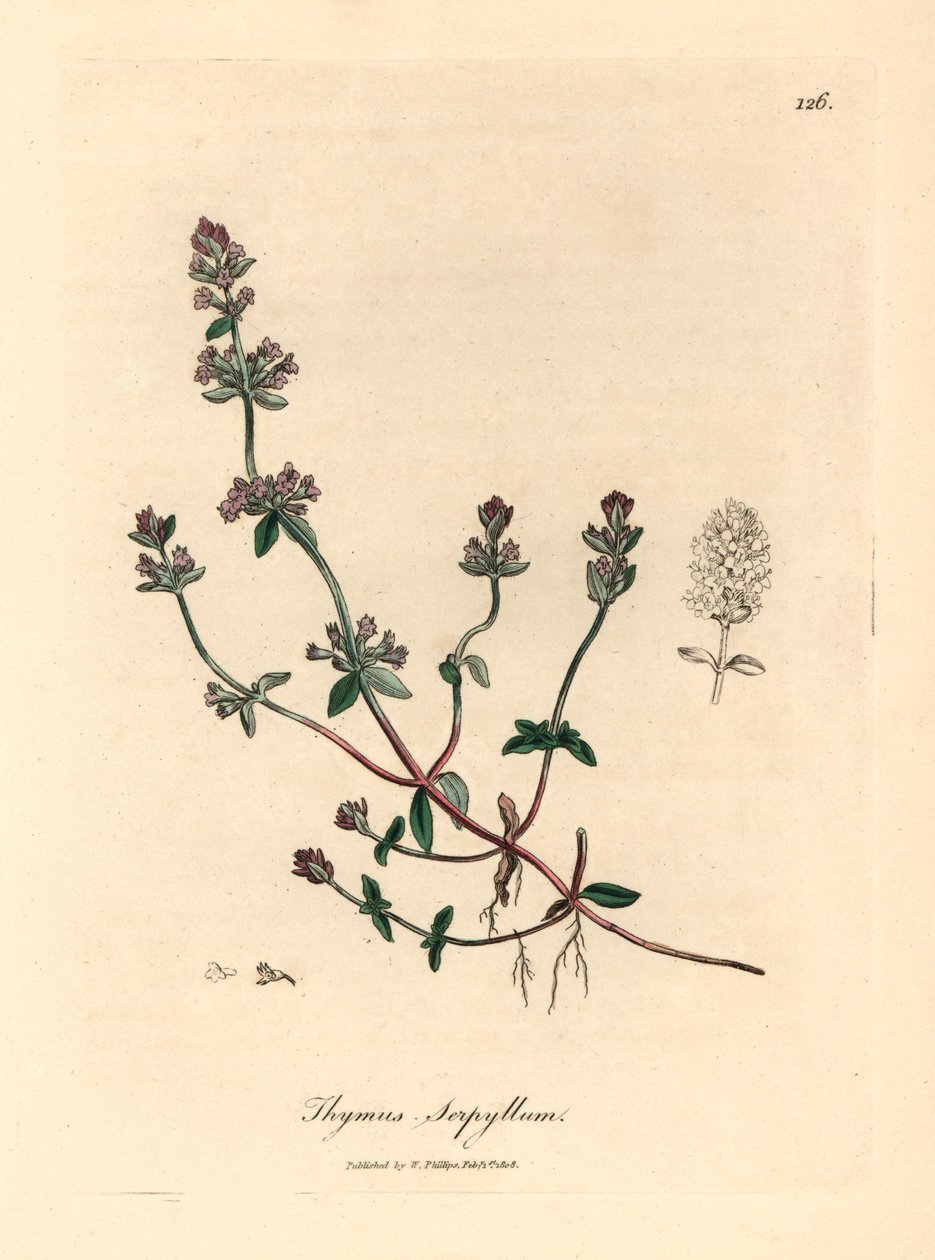 Lila blühender wilder Thymian, Thymus serpyllum, aus einer botanischen Illustration von James Sowerby aus William Woodville und Sir William Jackson Hooker